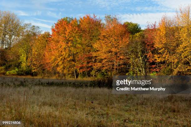 hank's meadow i - matthew marsh stock pictures, royalty-free photos & images