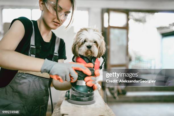 female sewing plank while cute puppy assists - aleksandar georgiev stock pictures, royalty-free photos & images