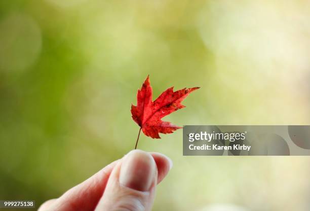 tiny maple leaf - kirby fotografías e imágenes de stock