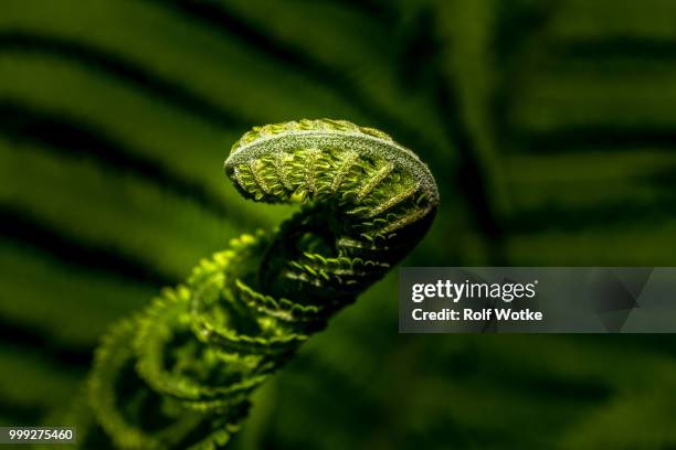 zarte entfaltung - broto de samambaia imagens e fotografias de stock