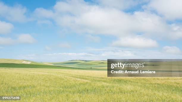 wheat fields - arnaud stock pictures, royalty-free photos & images