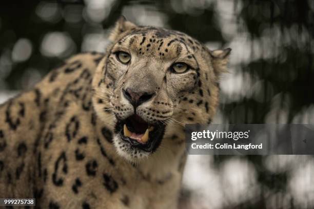 snow leopard series - snow leopard print stock pictures, royalty-free photos & images