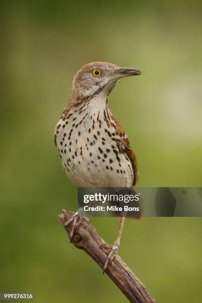 brown thrasher - thrasher stock pictures, royalty-free photos & images