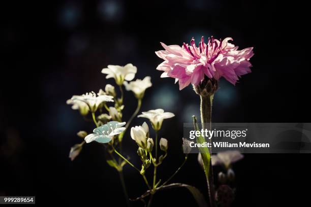 vintage style cornflower - william mevissen fotografías e imágenes de stock