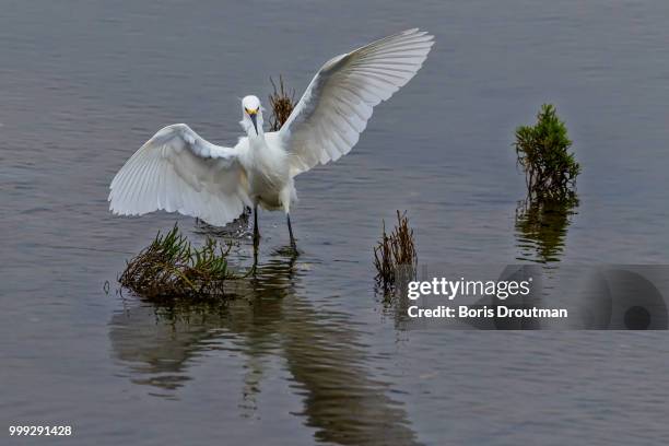 in the shallow - snowy egret stock pictures, royalty-free photos & images