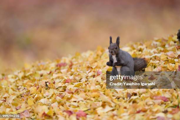 fallen leaf carpet - tree squirrel stock-fotos und bilder