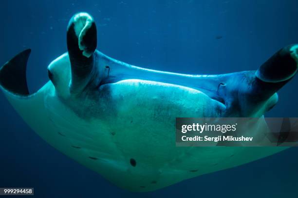 manta ray - cenderawasih bay stock pictures, royalty-free photos & images