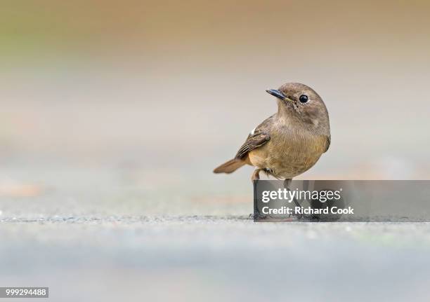 female daurian redstart with soft background - redstart stock pictures, royalty-free photos & images