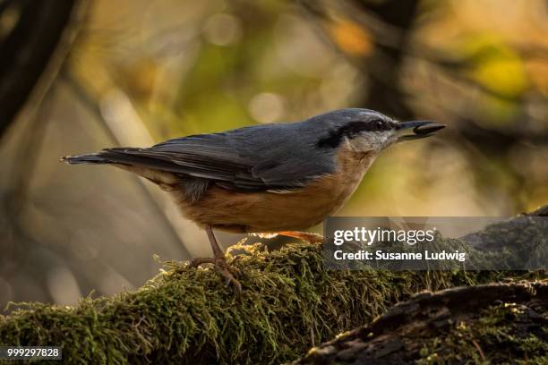 nuthatch - susanne ludwig - fotografias e filmes do acervo