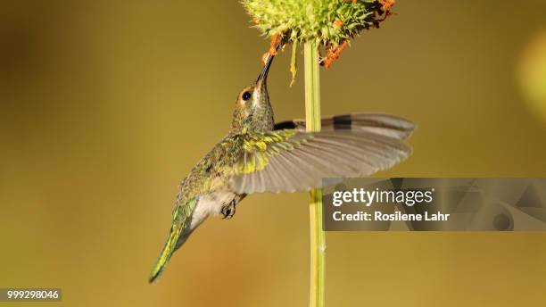 white-vented violetear (colibri serrirostris) - colibri stock pictures, royalty-free photos & images