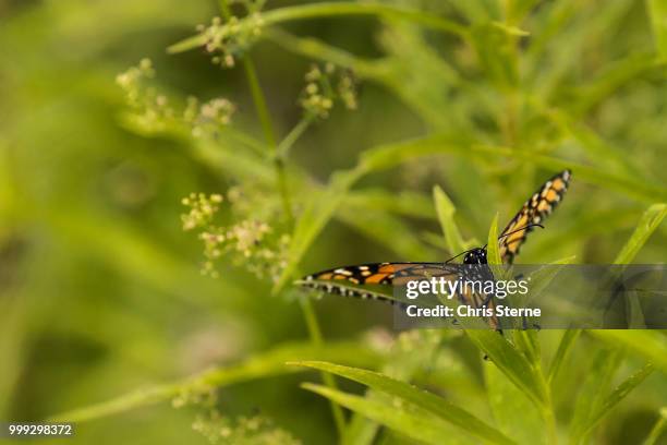 monarch - sterne stock pictures, royalty-free photos & images