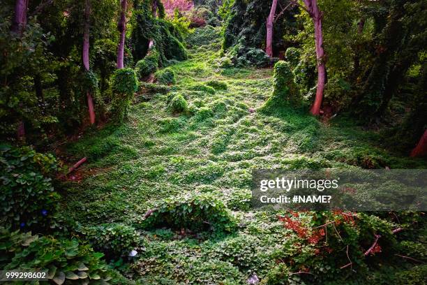 bosque encantado (enchanted forest) - bosque stock pictures, royalty-free photos & images