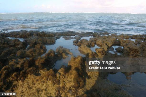 a small part of the coral barrier - porto de galinhas beach - pernambuco - barrier imagens e fotografias de stock