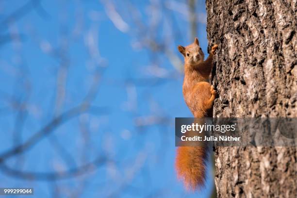 little squirrel - bushy stock pictures, royalty-free photos & images