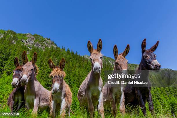 six curious funny donkeys - ass six stock pictures, royalty-free photos & images