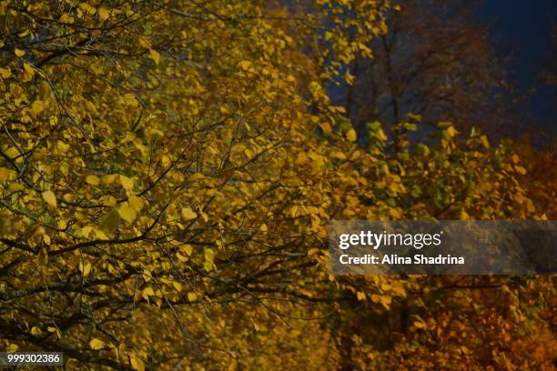 autumn pallette - alina stockfoto's en -beelden