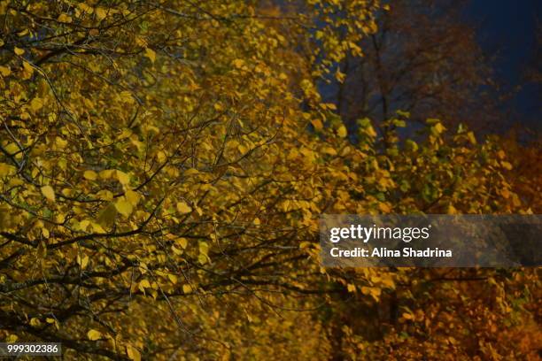 autumn pallette - alina stock pictures, royalty-free photos & images