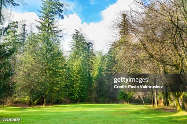 green lawn with trees in the park - green park stock pictures, royalty-free photos & images