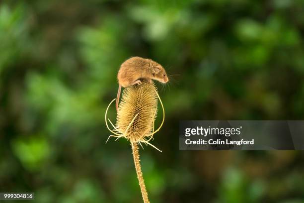 field mouse series - field mouse stock pictures, royalty-free photos & images