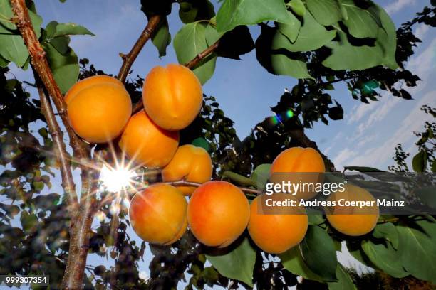 reife aprikosen am ast im gegenlicht - apricot tree 個照片及圖片檔