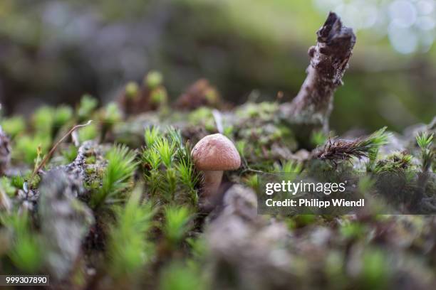 lonely mushroom - shiitake mushroom stock pictures, royalty-free photos & images