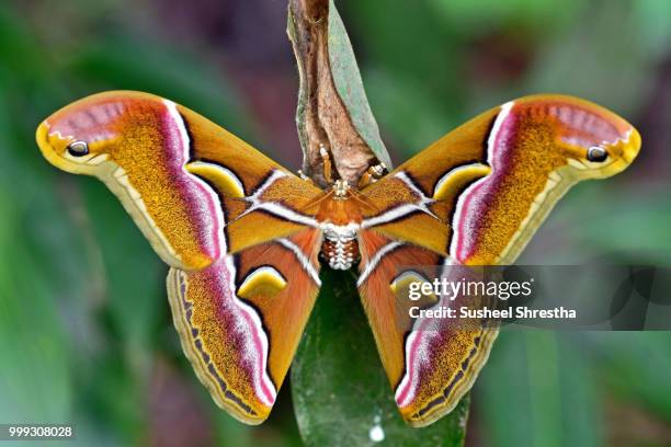 nature's creation - silk moth stock pictures, royalty-free photos & images