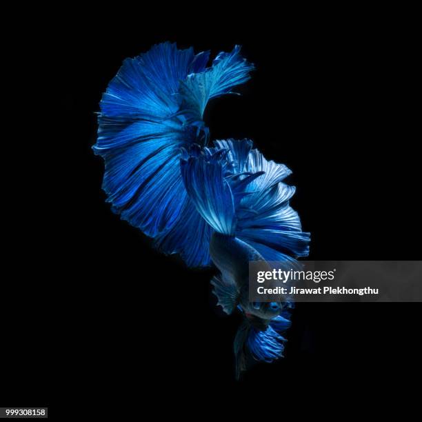 side face - pampered pets stock pictures, royalty-free photos & images