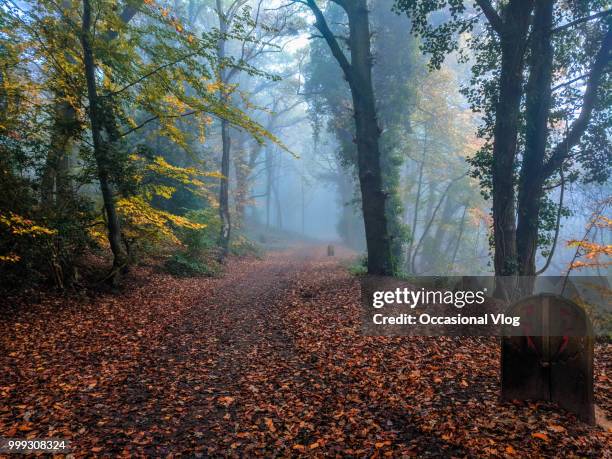 morning mist in an autumn wood. - morning wood 個照片及圖片檔