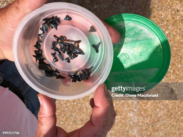 sharks’  teeth - sandy macdonald stock pictures, royalty-free photos & images