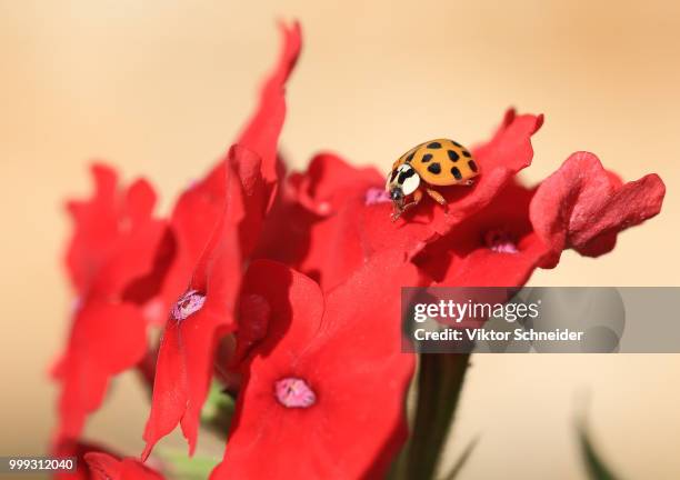 gelb auf rot. - gelb foto e immagini stock