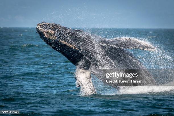 humpback whale breaches waters of monterey bay - moss landing stock pictures, royalty-free photos & images