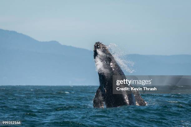 humpback whale breaching in monterey bay - moss landing stock pictures, royalty-free photos & images
