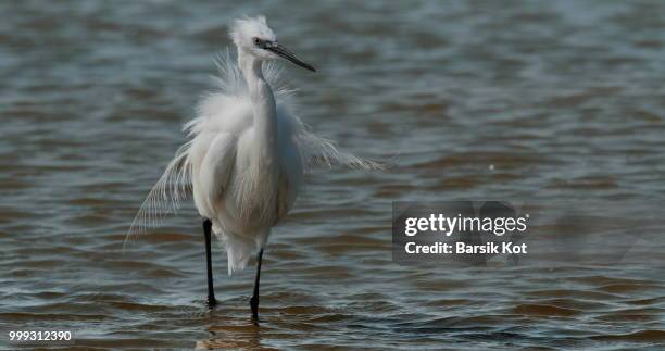 the little egret... - snowy egret stock pictures, royalty-free photos & images