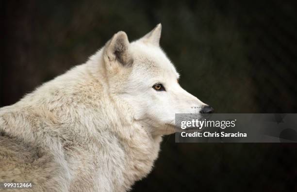 wolf - arctic wolf stock pictures, royalty-free photos & images