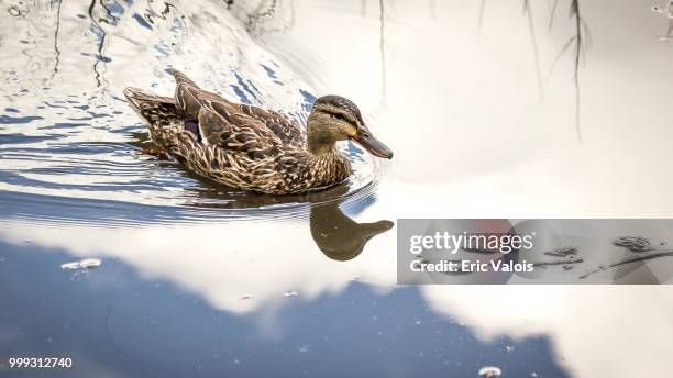 canard en promenade - canard stock pictures, royalty-free photos & images