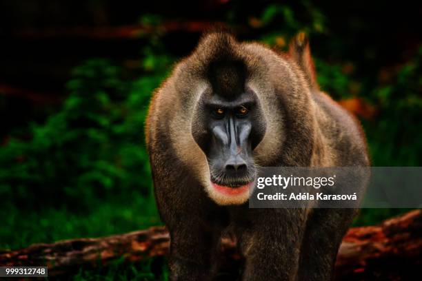 black-faced dril x - celebes macaque stock pictures, royalty-free photos & images