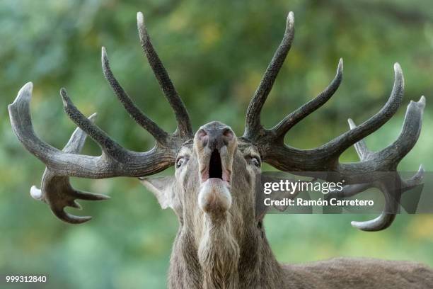 Deer Rucking 6,669 Rutting Season Stock Photos, High-Res Pictures, and Images ...