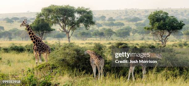 safari giraffe - morrison stock pictures, royalty-free photos & images