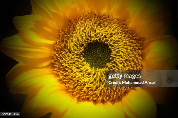sun flower - ansari stock pictures, royalty-free photos & images