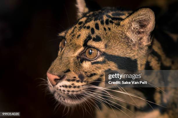 clouded leopard - clouded leopard stock-fotos und bilder