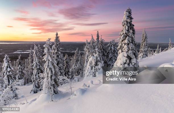 winter forest - ville bildbanksfoton och bilder