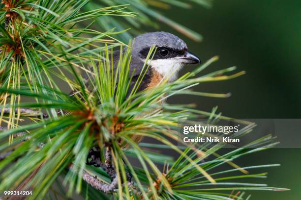 long tailed shrike - shrike stock pictures, royalty-free photos & images