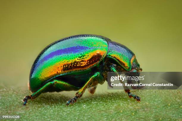 extreme magnification - green jewel beetle - june bug stock pictures, royalty-free photos & images