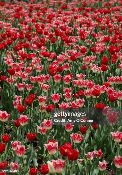 tulips - o’connor stock pictures, royalty-free photos & images