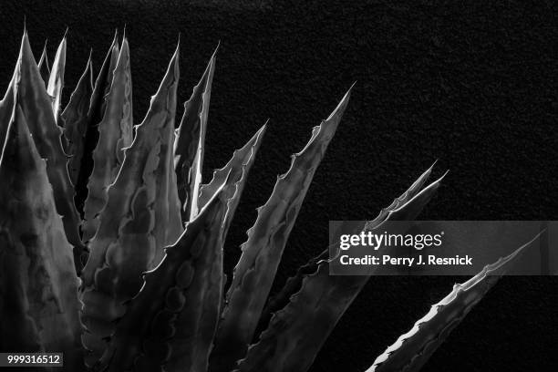 blue agave ii - perry fotografías e imágenes de stock