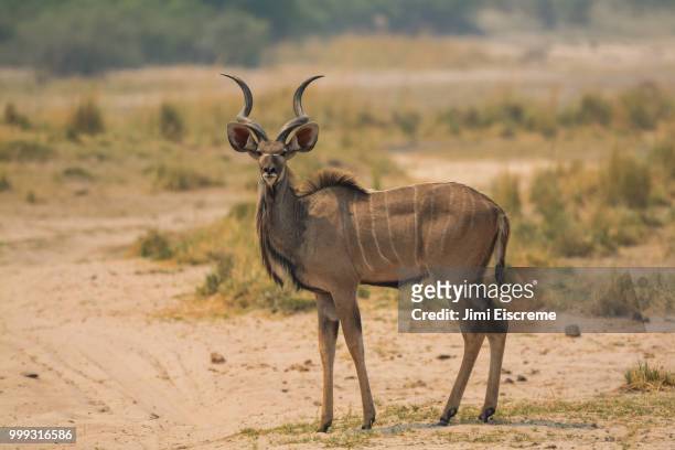greater kudu bull - greater than stock-fotos und bilder