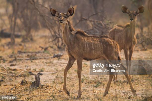 greater kudu youngster - greater than stock-fotos und bilder