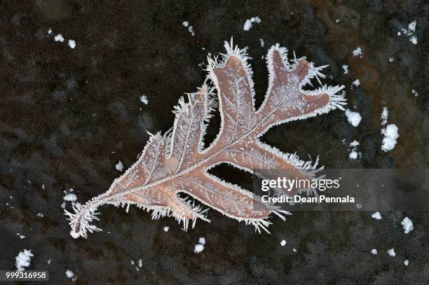 frosted oak leaf on ice - oak leaf - fotografias e filmes do acervo