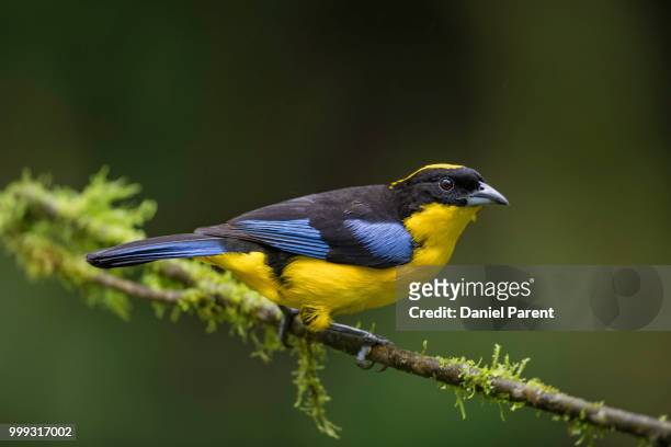 blue winged mountain tanager - paradise tanager stock pictures, royalty-free photos & images