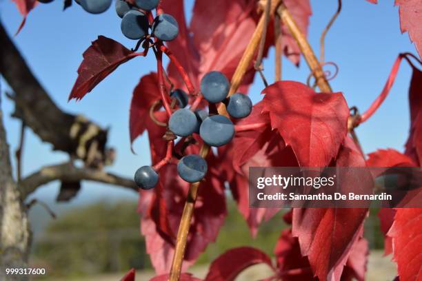 colori d'autunno - colori bildbanksfoton och bilder